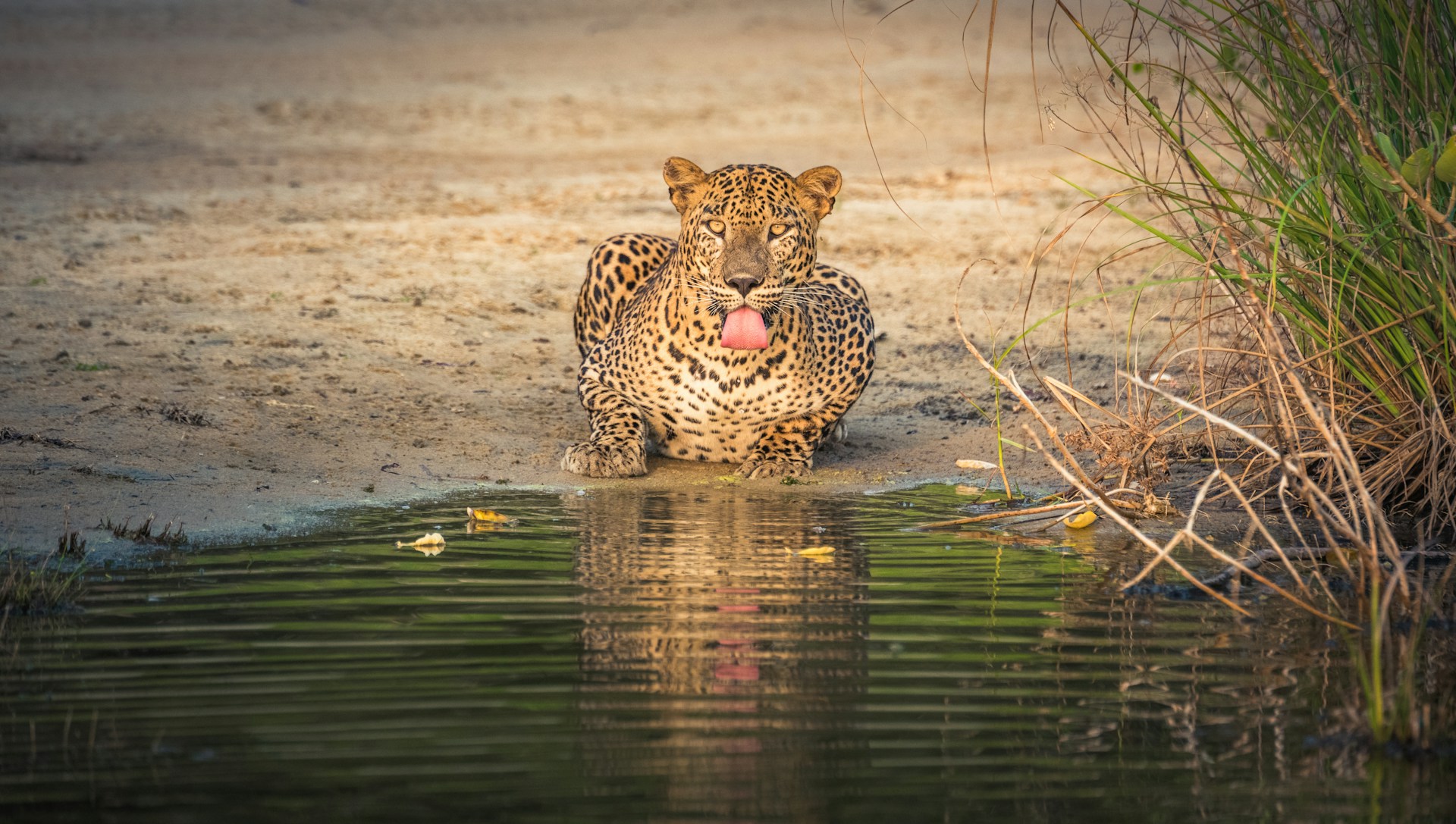 Wildlife & Safari Adventure